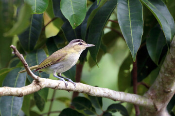 Chivi Vireo (Vireo chivi) perched on a branch on a leafy green background.