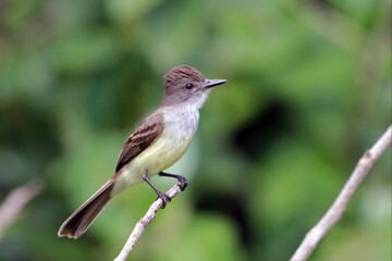 Short-crested Flycatcher (Myiarchus ferox) perched on a branch under a green background