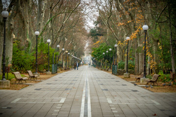 Paisaje de bosque verde oscuro Hermoso bosque con suelo cubierto de musgo y rayos del sol a través de los árboles