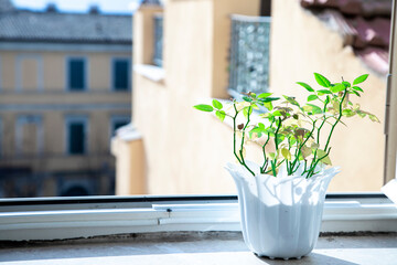 white flower pot with small rose tree. Growing flowers at home. Spring and growth concept. Open window with yellow houses in background. Sunny day composition. Young green leaves. Ecology
