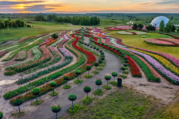 Aerial view of colorful tulips field, summer dawn. Concept, spring, summer, nature