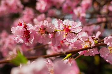 Fototapeta na wymiar Almonds bloom in the spring garden. Beautiful bright pale pink background. A flowering tree branch in selective focus. A dreamy romantic image of spring. Atmospheric natural background. Copy space