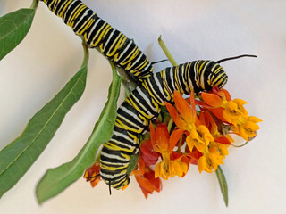 Obraz premium Monarch caterpillars with milkweed flowers