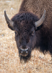 Yellowstone National Park Bison headshot