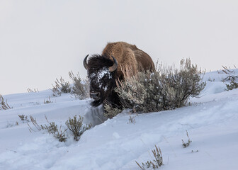Yellowstone National Park Bison running