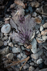 coral on beach