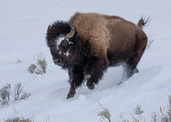 Yellowstone National Park Bison Running © Jonathan Steele