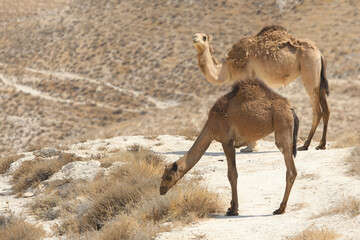 camels in the desert