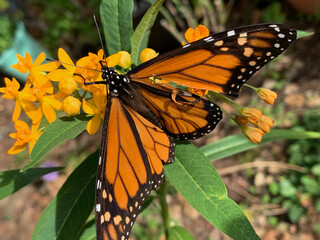Monarch butterfly with damaged wing