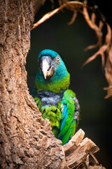 Bleu and green parrot