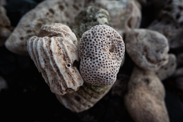 close up of a coral