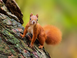  The red squirrel or Eurasian red squirrel (Sciurus vulgaris)