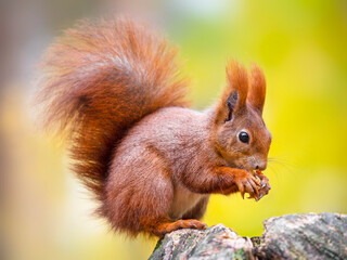 Naklejka na ściany i meble The red squirrel or Eurasian red squirrel (Sciurus vulgaris)