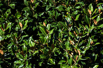 magnolia