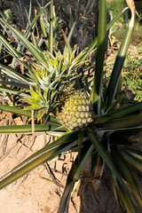 Ripe pineapple growing on tree.