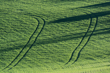 campo di grano
