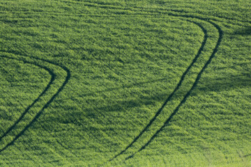 campo