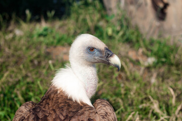 Griffon Vulture, Gyps fulvus portrait.