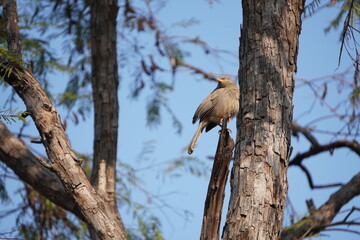 Birds sitting on the tree branch