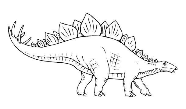 Stegosaurus herbivorous dinosaur on white background. There are plates on the back, sharp thorns on the tail. Jurassic prehistoric animal. Vector isolated line illustration hand drawn. Black and white