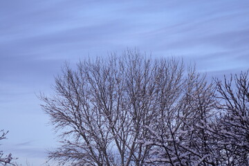 tree and sky