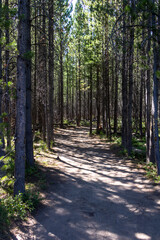 path in the woods