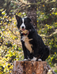 bernese mountain dog