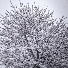 Bare tree branches covered with snow