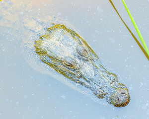 American Alligator Head