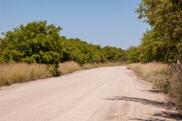 calle de tierra en el medio del campo con arboles