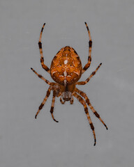 Big orange brown spider with a cross on back