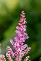 False goats beard flowers in bloom