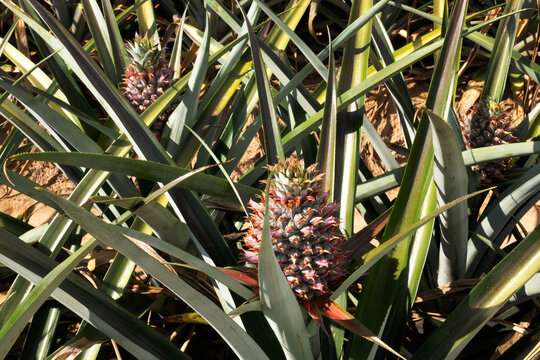 Selective focus on young pineapple.