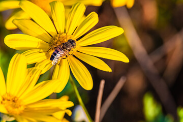 bee on yellow flower close up