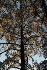 Richmond, Virginia, - 1/4/2022 - The first snowfall in the suburbs of Richmond with snow covered trees, snowy roads and icicles. 