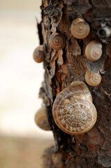 Slugs of various sizes on a tree