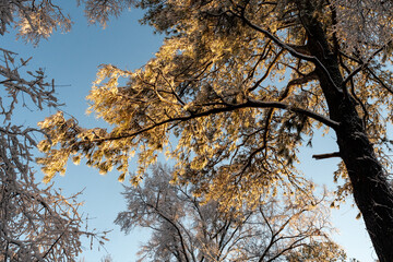 Richmond, Virginia, - 1/4/2022 - The first snowfall in the suburbs of Richmond with snow covered trees, snowy roads and icicles. 