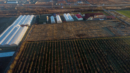 Top view of rows of trees on a spring plantation.