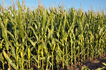 Corn grows in the field