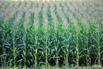 Corn grows in the field