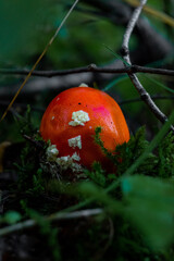 A small red mushroom bud in a dark forest covered in moss and branches