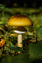 A closeup of a green yellow mushroom growing in a forest