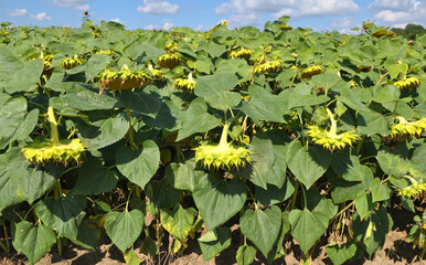 In the field ripens sunflower