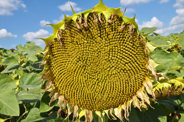 In the field ripens sunflower