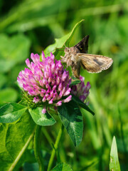 Moth enjoying the clover flower.