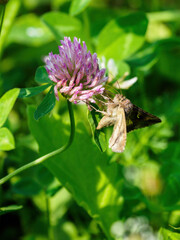 Moth enjoying the clover flower.
