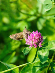 Moth enjoying the clover flower.