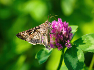 Moth enjoying the clover flower.