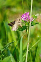 Moth enjoying the clover flower.