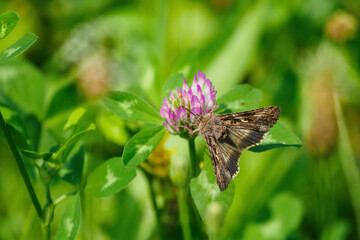 Moth enjoying the clover flower.